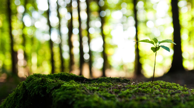 What do sustainability and EuRaw Stories have in common?
